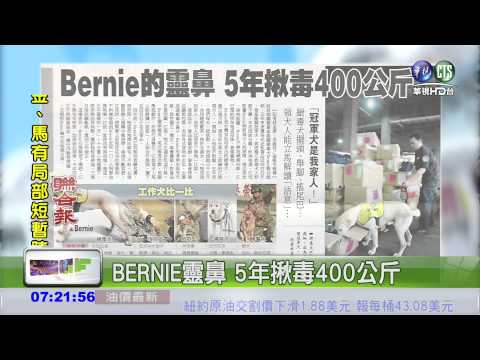 BERNIE靈鼻 5年揪毒400公斤