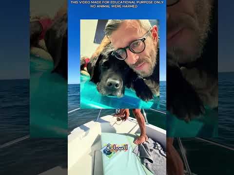 سبح مع كلبه للمرة الأخيرة 🐶💙