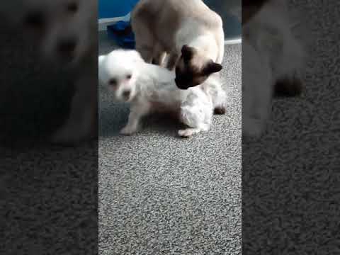 My cat lick my dog 🙂
