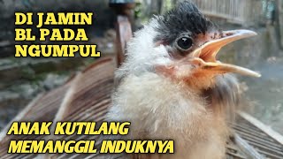 Download lagu Suara anakan kutilang memanggil induknya cocok untuk pancingan dan pikat kutilang liar mp3 Download lagu Suara anakan kutilang memanggil induknya cocok untuk pancingan dan pikat kutilang liar mp3