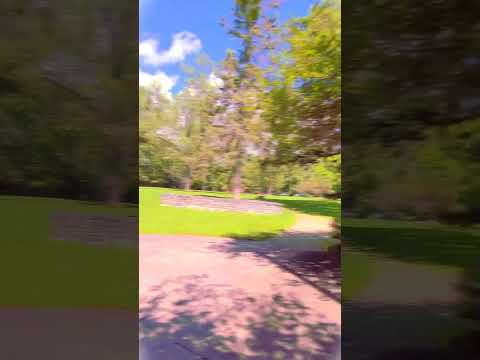 .8-1g gram psilocybe cubensis  replication