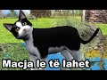 MACJA LE TE LAHET - Kenge per femije - Swimming Cat, Song for children by Studio 