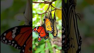 Download lagu The Butterfly That Becomes Toxic by Drinking Poison! 🦋☠️ #GeniusSurvival #NatureFacts mp3 Download lagu The Butterfly That Becomes Toxic by Drinking Poison! 🦋☠️ #GeniusSurvival #NatureFacts mp3