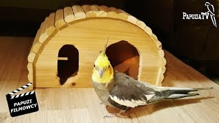 Cockatiel the Builder Rebuilds His Cottage