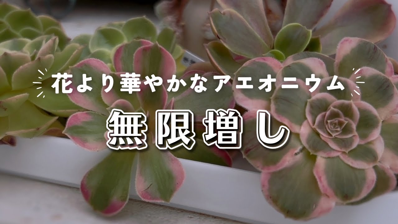 花より華やかなアエオニウムの季節がやってきた | 多肉植物 | エケベリア | ガーデニング