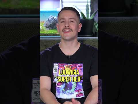 Best Red Aquarium Plants for Beginners