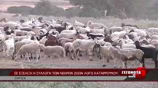 ΣΕ ΕΞΕΛΙΞΗ Η ΣΥΛΛΟΓΗ ΤΩΝ ΝΕΚΡΩΝ ΖΩΩΝ ΛΟΓΩ ΚΑΤΑΡΡΟΪΚΟΥ