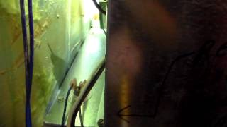 Coleman Gas Furnace Reset Switch.