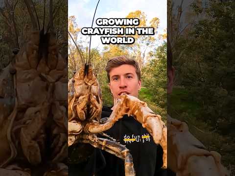 2nd Biggest Crayfish in the World