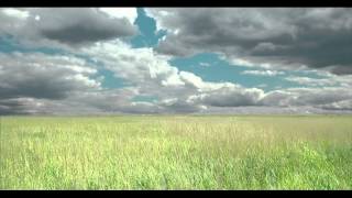 Meadow against bright sky. HD footage