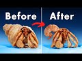 What's Inside a Hermit Crab Shell?
