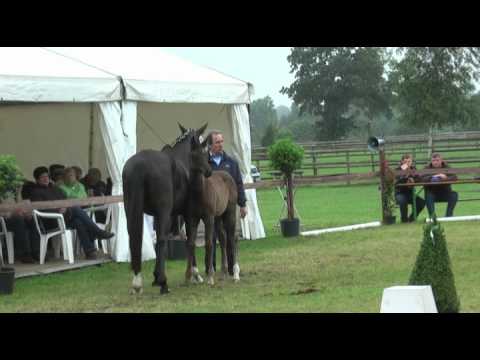 Sudweyher Fohlenschau 2011 - Kat.-Nr. 37: Stutfohlen v. Buddenbrock - Lanthan - Argentan