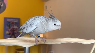 Cockatiel Training and Answering Questions about Parrot Stars Summer Festival 2024 Event