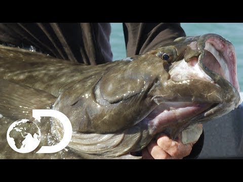 ジェレミー・ウェイド、アラスカで大量のオヒョウをキャッチ｜Jeremy Wade's Dark Waters (Jeremy Wade Catches Massive Halibut In Alaska | Jeremy Wade's Dark Waters)