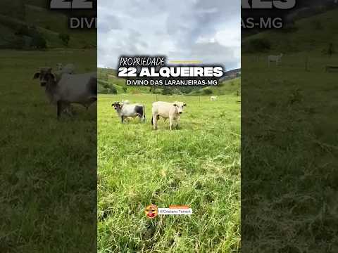 EXCELENTE PROPRIEDADE 22 ALQUEIRES DIVINO DAS LARANJEIRAS-MG R$ 4.4 MILHÕES #gado #agro #fazenda