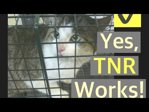 Does TNR Work ? Trap neuter return arguments...Trapping feral cats