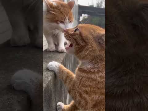 atto jhogra saradin 😾😼🙀 #shorts #cat #catvideos #catlover