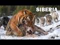 WILD SIBERIA The Refuge Of The Most Brutal Predators Nature Animal Documentary