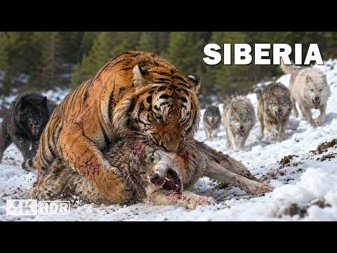 WILD SIBERIA | The Refuge of the Most Brutal Predators | Nature Animal Documentary