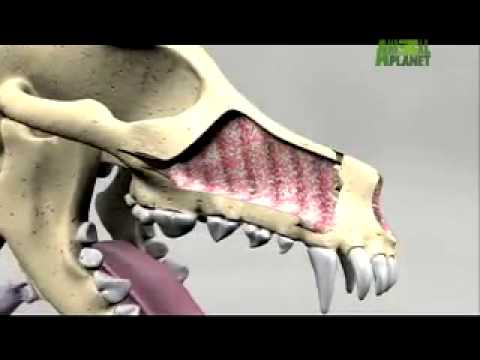 Pet4you.gr: Dogs Basset Hound - Μπάσετ Χάουντ