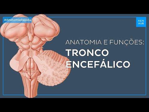 Tronco encefálico: Anatomia e funções - Neuroanatomia Fácil | Kenhub