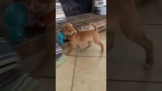 Video preview image #1 Labrador Retriever-Unknown Mix Puppy For Sale in Rosenberg, TX, USA