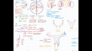 Embriología: Megarrepaso B3.5 (2025). Desarrollo Urogenital