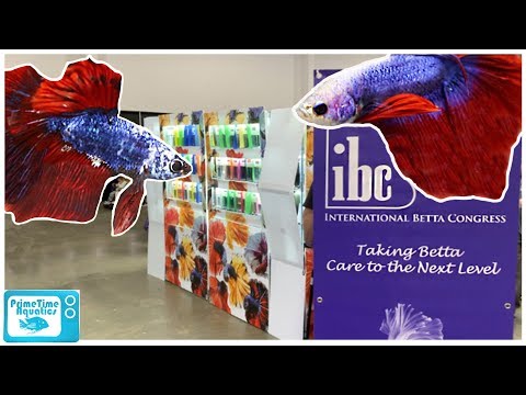 The *ULTIMATE* Betta Competition! Could You Pick Just One???