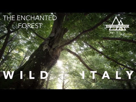 WILD ITALY Part 4  |  Landscape Photography in the Enchanted Forest
