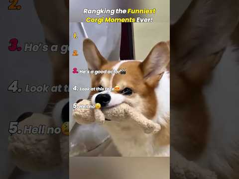 Rangking the Funniest Corgi Moments Ever! #corgifunny #corgipuppy #corgidog