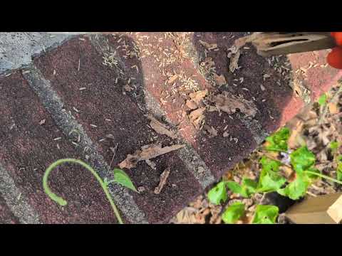 Termite Monitors Full of Termites in Dunellen, NJ