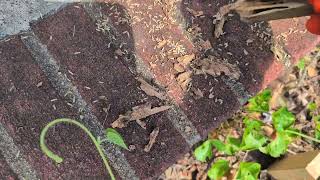 Termite Monitors Full of Termites in Dunellen, NJ