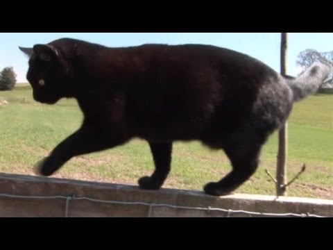 Max, my three legged cat, walking on fence. - YouTube