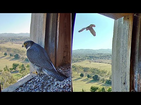 FalconCam Project~🥰 Girri is still doing fine 🚨😆 She is screaming on the tower~6:39 PM 2025/12/27
