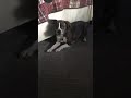 Weird Dog Freaks Out Over Plastic Toys