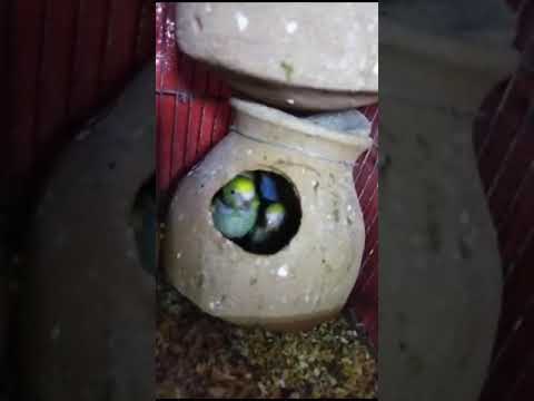 @MASHALLAH NEW FELLOW RED EYES PAIR PURCHASED  | MASHALLAH NAYA FELLOW RED EYE KA JORA LIA HAI