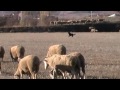 Carea Leonés - DOCUMENTAL -CAREA LEONES, perro de pastor-