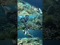 Underwater Bunaken
