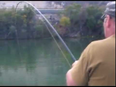 Landing a huge catfish on the River Ebro with Hacienda Angling