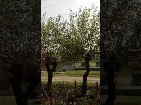 Batu seitin partea 2