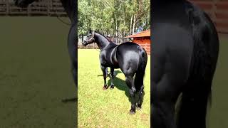 watch the best black horse  🐎#cavalo #caballo #horse #watch