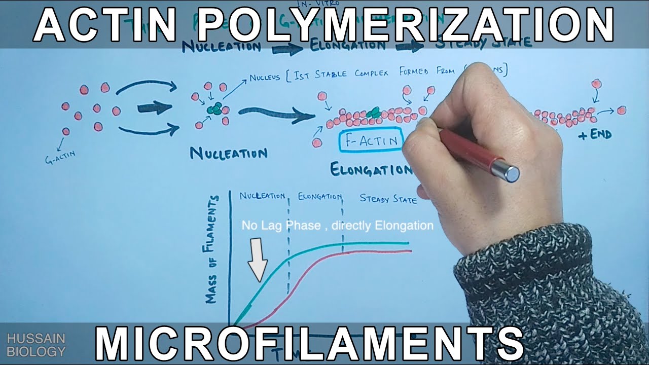 Actin Polymerization | G-Actins