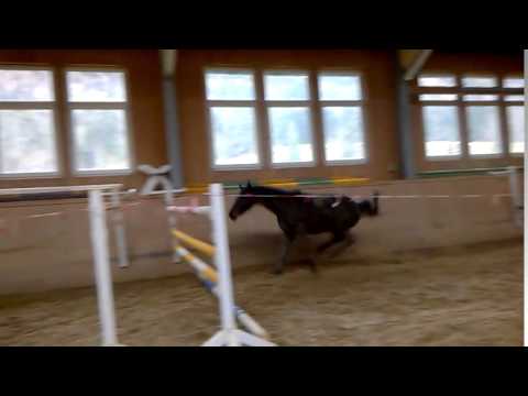 Cormik Hengst (Cormint/Heraldik geb.2012) Feber 16.1