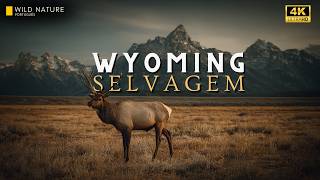 WYOMING — Um Mundo Antigo Onde a Vida Selvagem Não Sobrevive… Ela Domina | Documentário Animal