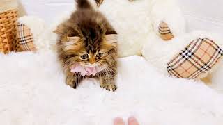 スコティッシュフォールドの動画01