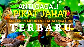 Download lagu Viral!Suara Pikat Burung RIBUT Paling AMPUH! mp3 Download lagu Viral!Suara Pikat Burung RIBUT Paling AMPUH! mp3