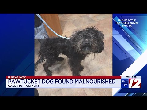 Pawtucket shelter seeks owner of dog found wandering streets - YouTube