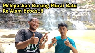 Download lagu Melepaskan Murai Batu Ke Alam Bebas || Apakah Bisa Bertahan Hidup Disini !! mp3 Download lagu Melepaskan Murai Batu Ke Alam Bebas || Apakah Bisa Bertahan Hidup Disini !! mp3