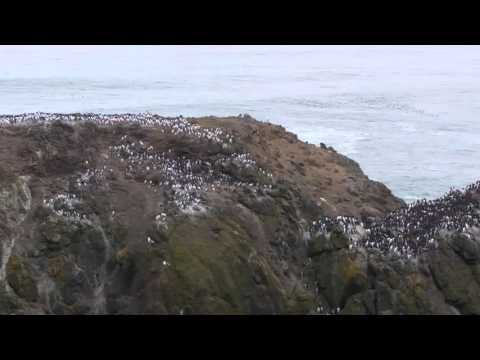 Turkey vultures strafing nesting Murres