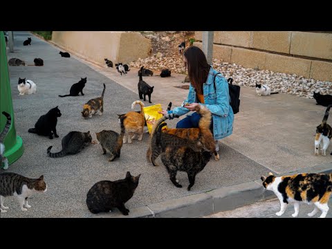 FEEDING a Group of 57 STRAY CATS